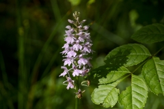 Gallery_1020271