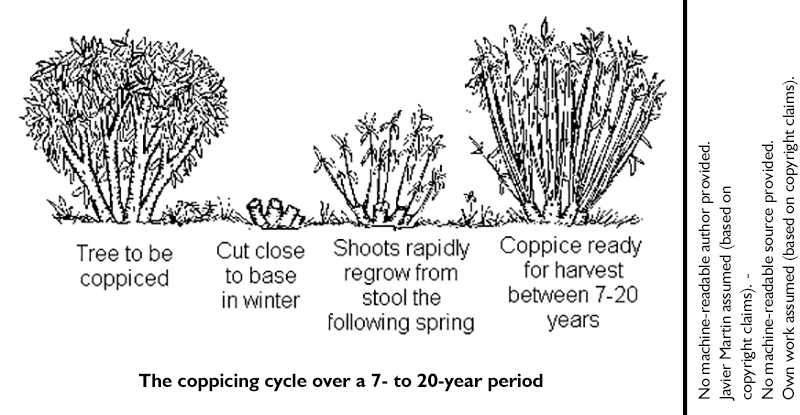 coppice growth